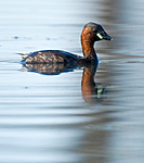 BB 09 0116 / Tachybaptus ruficollis / Dvergdykker